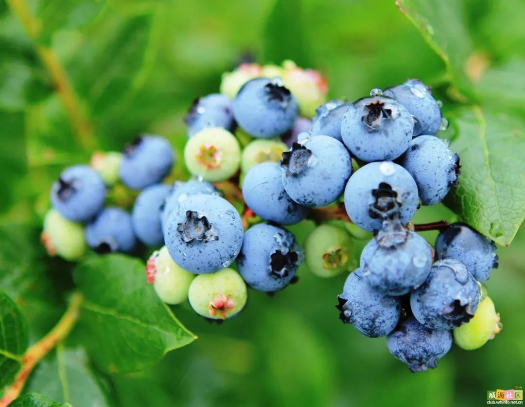 蓝莓.jpeg
