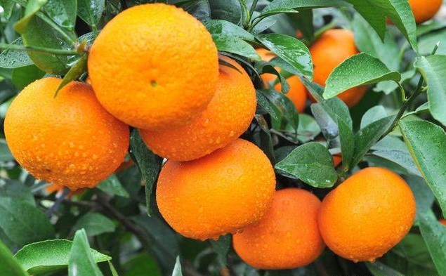 柑橘.jpeg