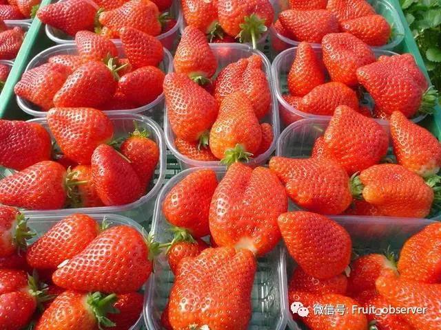 草莓自由.jpg