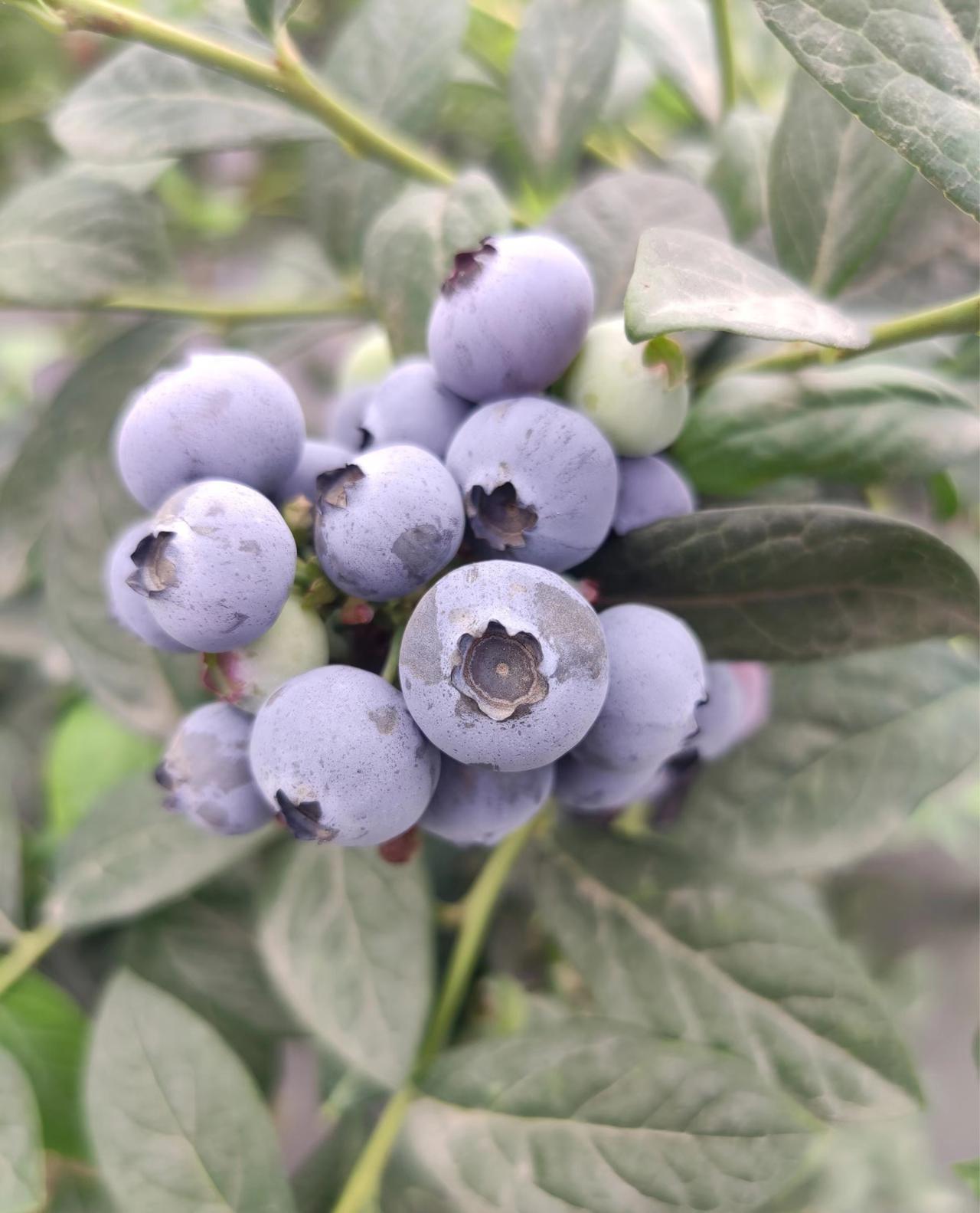蓝莓.jpg