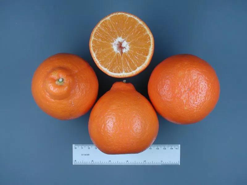 明尼橘柚.jpg