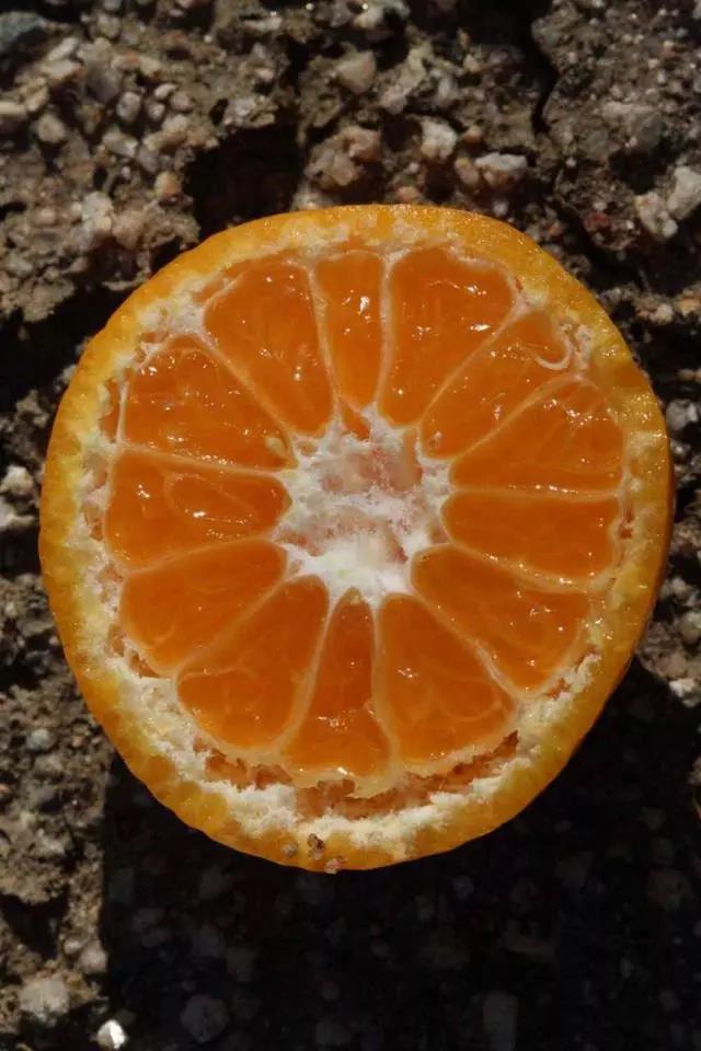 地中海红橘.jpg